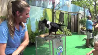 Crow Taking Money From People!