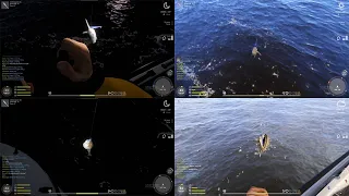 Russian fishing 4~ Rf4-2.6K Silver on Swordfish Porbeagle and Atlantic Cod Trophy