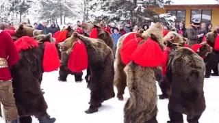 Ursul de la Leorda -Comanesti Bc.-28.12.2016