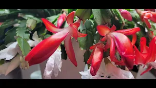 The beauty of Christmas Cactus