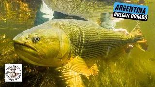 Unforgettable Golden Dorado in Argentina