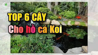 TOP 6 loại cây đẹp nhất nên trồng trong bể cá Koi nhà bạn