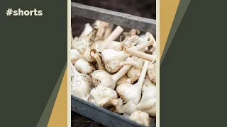 If you want to grow something easy, try growing garlic! It’s like set it and forget it! #shorts