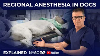 Regional Anesthesia in Humans vs Dogs - Crash course with Dr. Hadzic