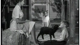 Lassie - Episode #273 - "The Black Sheep" - Season 8 Ep.18  - 01/14/1962