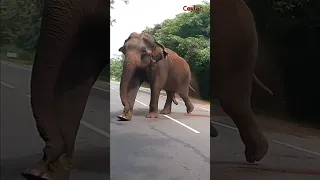 a wild elephant chasing on the road #attack #