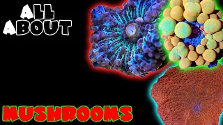 All About The Mushroom Coral - Discosoma / Rhodactis / Ricordea / Pseudocorynactis