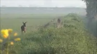 Early summer buck taken with a .243