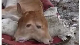 Mutant two-headed calf stuns farmers after being born in China