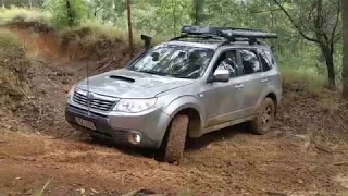 Subaru Foresters - Glasshouse Mountains -