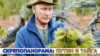 СКРЕПОПАНОРАМА: ПУТИН И ТАЙГА