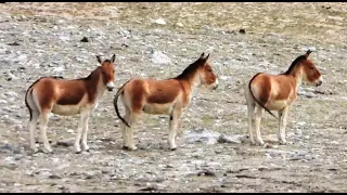 Kiang | Tibetan Wild Ass | Khyang | Gorkhar | Native To Tibetan Plateau And Alpine Grasslands