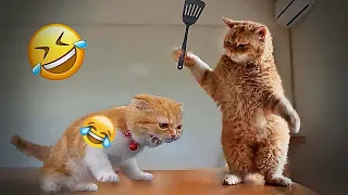 🐶😅 Try Not To Laugh Dogs And Cats 🤣😻 New Funny Animals 2024 # 19