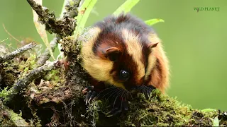 BHUTAN GIANT FLYING SQUIRREL || Wildlife documentary in 4K HD || BHUTAN- 2021