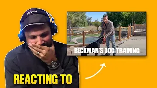 The Davidthedogtrainer Podcast 93 - Reacting To Beckman's Dog Training Socialization Video