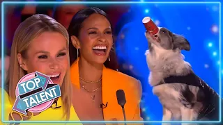 HILARIOUS Animal Auditions On Britain's Got Talent