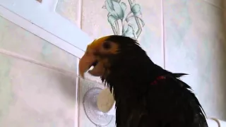 Apollo the Amazing Amazon Parrot Singing and Talking in the Shower