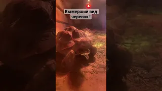 Вымерший вид черепах !