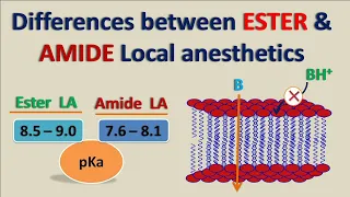 Ester vs Amide Local Anesthetics || How they differ?