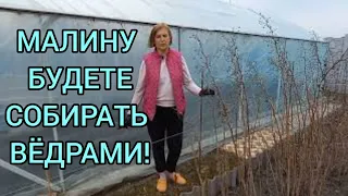 СДЕЛАЙТЕ ЭТО и МАЛИНА ЗАВАЛИТ ВАС УРОЖАЕМ!#подкормка#удобрениемалины#обрезкамалины#уходзамалиной