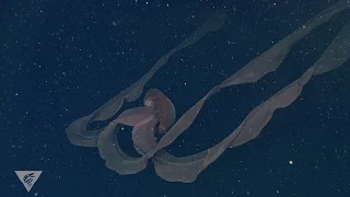 Ghostly critters from the deep sea: Stygiomedusa gigantea