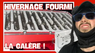 TOP DÉPART de la mise en DIAPAUSE des fourmis !