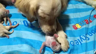 Mother Golden Retriever Cleaning Newborn Puppies  | ASMR Dog Licking