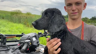 English Cocker Spaniels Are Awesome!