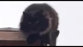 Чернуха показал Чернышу мастеркласс 😻 умный кот