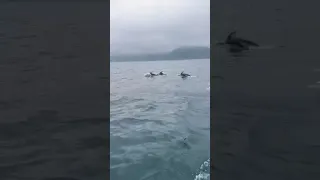 Стая дельфинов на Сахалине, район маяка Анива. Видео: Сахтурист65