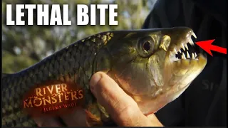 How Dangerous Is A Tiger Fish? | River Monsters
