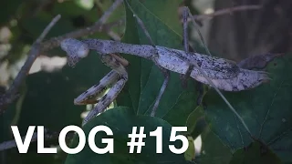 VLOG #15 - Kentucky Mantis - American Adventure with Wizard Keen and family