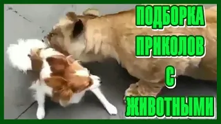 Приколы с Животными #5. Большая Кошка- всё та же Кошка. Ей бы Поиграть! Подборка 2020 !