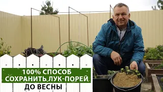 Секрет хранения лука-порея зимой. Как убрать и хранить лук-порей.