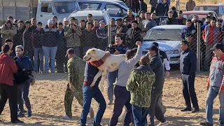 Герчек сильный Духом Кобель! едем за победой Теджен район Бабадайхан!