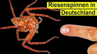 Riesen Spinne Plötzlich in Deutschland - Ist sie gefährlich?