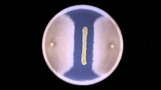 Biocontrol: Fungal inhibition by bacteria - Timelapse