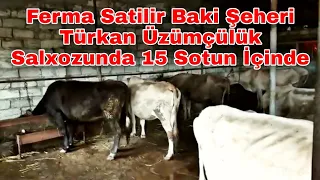 Ferma Satilir Baki Şəhəri Türkan Üzümçülük Salxozunda 15 Sotun İçində Tel 055 545 58 25