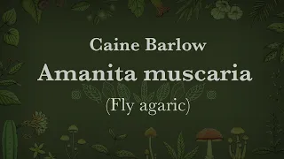 Caine Barlow - Amanita muscaria (Fly agaric mushroom)