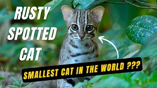 Smallest Cat In The World? | The Rusty Spotted Cat