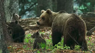 DIVOKÁ POĽANA - V MEDVEĎOM VULKÁNE - Official trailer #divokapolana #medved #slovakia #polana