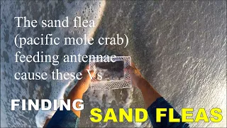 How to Find Sand Fleas (Spotting the Vs)