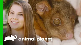 Bindi Irwin Raises a Possum Joey! | Crikey! It's the Irwins