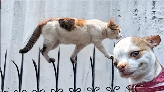 When God sends you a funny cat and dog🤔Funniest cat and dog ever😻🐈