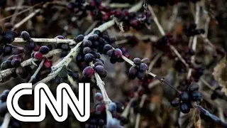 Frio intenso e geadas afetam produção de alimentos | CNN MONEY