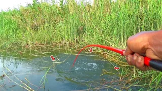 MUSIM NILA BABON‼️ joran Tegek ku yang terkuat di bumi ini, hampir gak mampu.