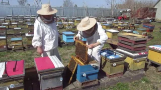 Содержание пчел в 8-рамочных ульях. Весенняя ревизия
