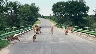 Kruger National Park Delivers Another Epic Lion Road Block