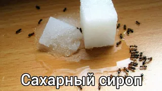 Как сделать сахарный сироп для муравьёв