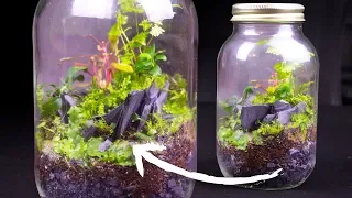 Simple & Beautiful Terrarium Build!